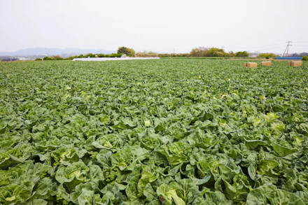 【連載】三浦野菜の作り手を知り、魅力を伝えるデザインプロジェクト 本春キャベツの生産は、三浦が日本一